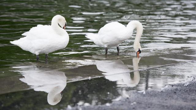 Deux cygnes photographiés au lac de Zoug. (Image d'illustration) [KEYSTONE - Urs Flueeler]