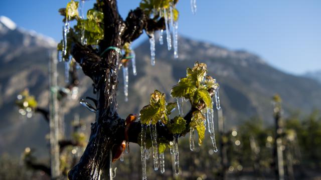 De l'eau projetée sur une vigne à Saxon pour la protéger du froid le 20 avril 2017. [keystone - Jean-Christophe Bott]