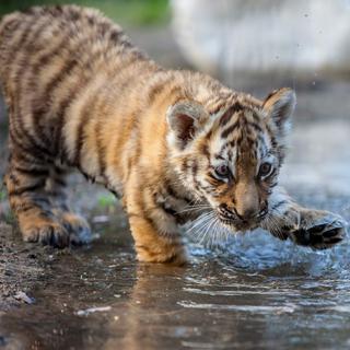 Le tigre fait partie des nombreuses espèces menacées.
Alexander Zhiltsov
Fotolia [Fotolia - Alexander Zhiltsov]