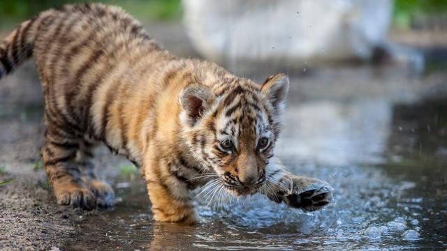 Le tigre fait partie des nombreuses espèces menacées.
Alexander Zhiltsov
Fotolia [Fotolia - Alexander Zhiltsov]