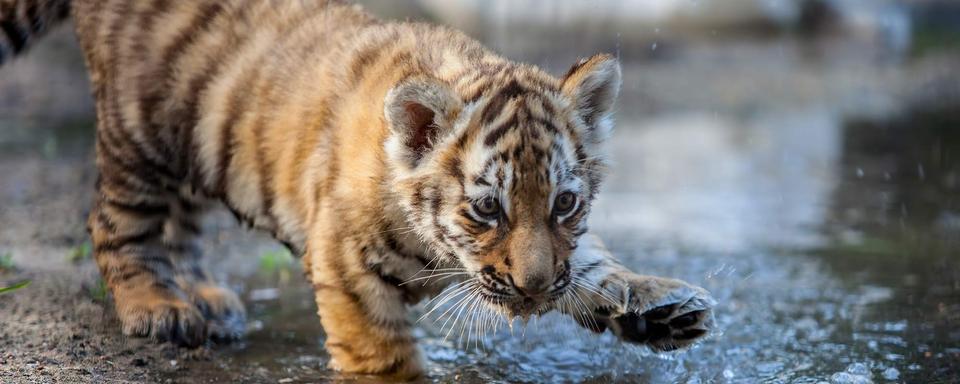 Le tigre fait partie des nombreuses espèces menacées.
Alexander Zhiltsov
Fotolia [Fotolia - Alexander Zhiltsov]