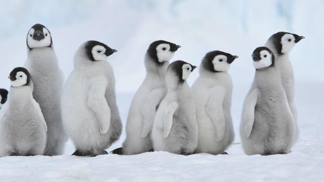 Le dossier sur l'Antarctique de RTS Découverte. [Fotolia - Silver]