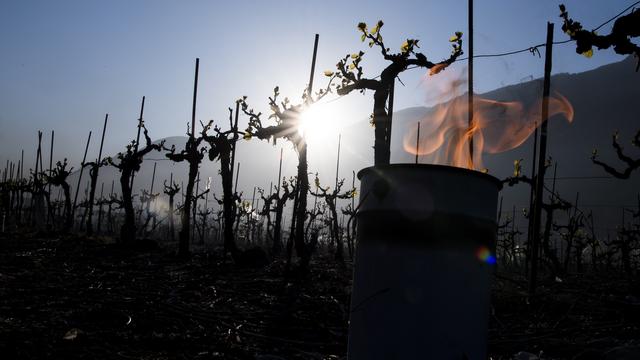 La vigne, notamment, a été sévèrement touchée par les gelées nocturnes en Valais. [Keystone - Jean-Christophe Bott]