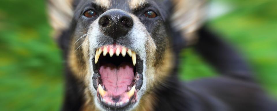 Comment réagir face à un chien agressif. [Fotolia - tverkhovinets]