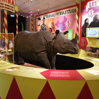Une vue de l'exposition Rhinostar au Musée d'histoire naturelle de Fribourg. [Dominique Käppel - MHNF - Rhinostar]