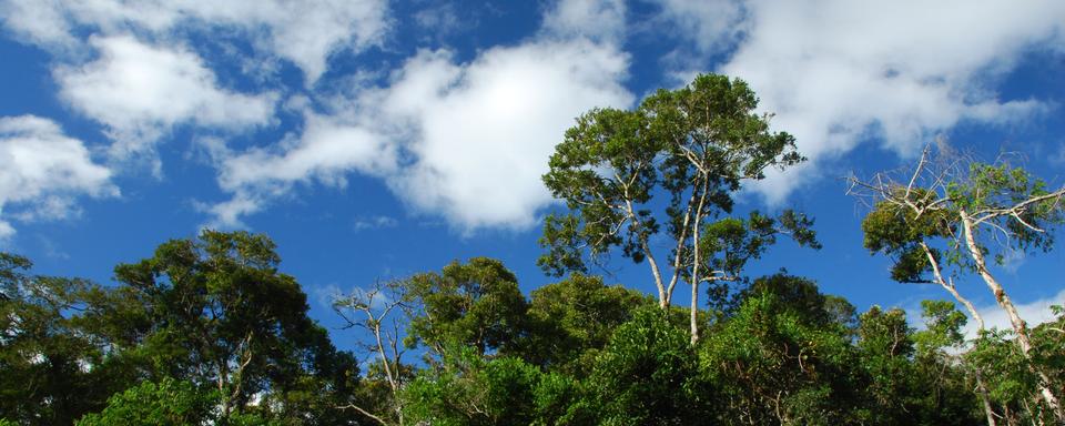 Les forêts produisent des nuages.
Ariane Citron
Fotolia [Fotolia - Ariane Citron]