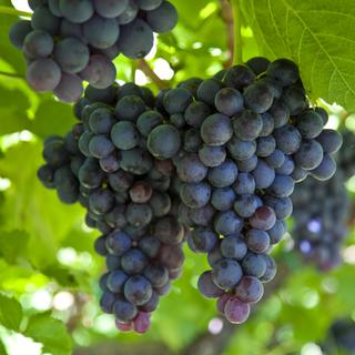 Le vignoble de Fredi Torres se compose de 8 hectares en Priorat. [Composer]