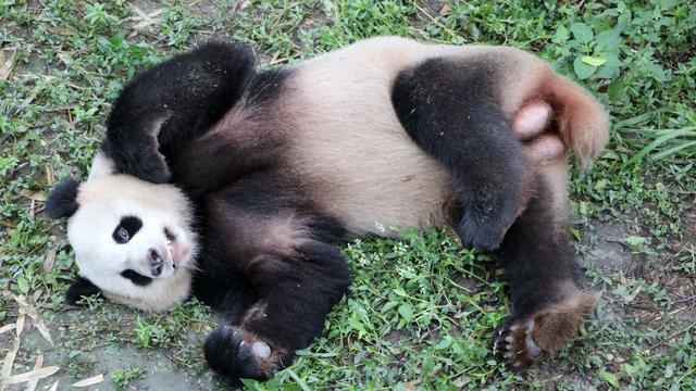 Berlin se prépare à accueillir deux visiteurs très particuliers: deux pandas chinois.