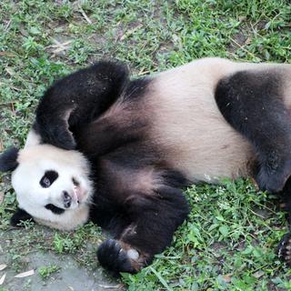 Berlin se prépare à accueillir deux visiteurs très particuliers: deux pandas chinois.