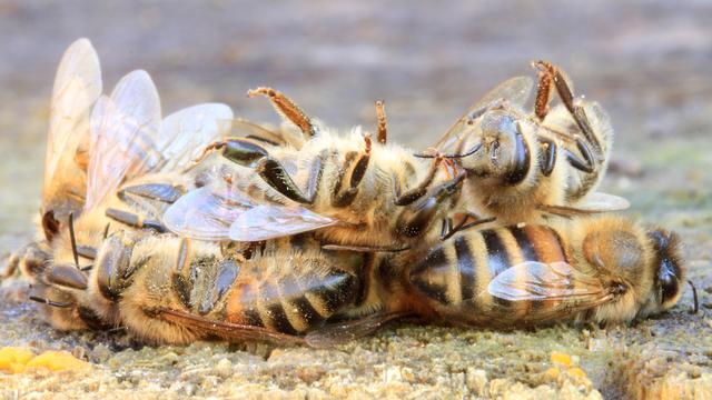 Les populations d'abeilles déclinent à travers le monde.
Rostichep
Fotolia [Fotolia - Rostichep]