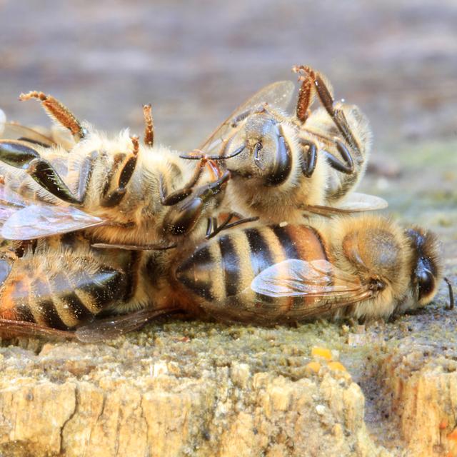 Les populations d'abeilles déclinent à travers le monde.
Rostichep
Fotolia [Fotolia - Rostichep]