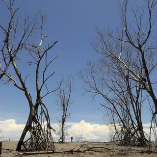 Une mangrove détruite par la montée des eaux au Savador. [Keystone - Robert Escobar]