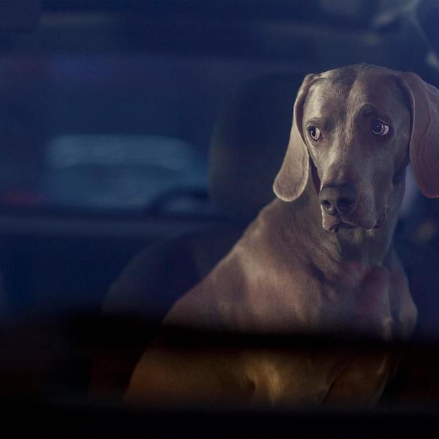 Une oeuvre de la série "The Silence of dogs in cars" par Martin Usborne. [Facebook/Martin Usborne Photography]