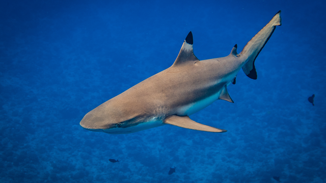 Reportage sur la durée de vie des requins avec Daniel Cherix. [Fotolia - Bastian]