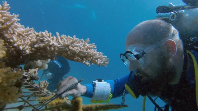 Un scientifique fait un prélèvement sur un corail de l’élevage de l’Institut Interuniversitaire de Sciences Marines d’Eilat. [RTS]