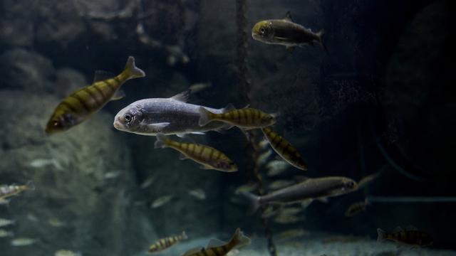 Des poissons dans l'espace Léman lors d'une visite de presse d'Aquatis à Lausanne. [Keystone - Jean-Christophe Bott]