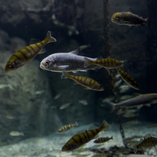 Des poissons dans l'espace Léman lors d'une visite de presse d'Aquatis à Lausanne. [Keystone - Jean-Christophe Bott]