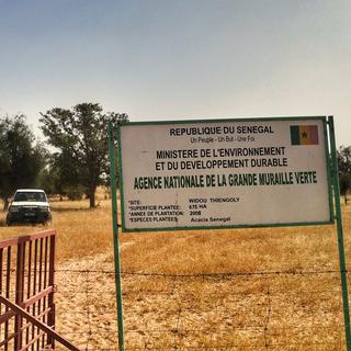 Au bord de la Grande muraille verte au Sénégal.
Adrien Zerbini
RTS [RTS - Adrien Zerbini]