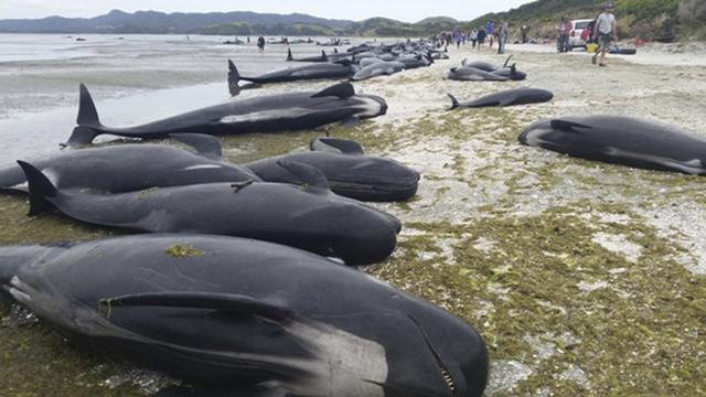 D'après les autorités, il s'agit du troisième plus important échouage collectif de baleines jamais recensé en Nouvelle-Zélande. [KEYSTONE - NEW ZEALAND DEPARTMENT OF CONSERVATION/DEB PRICE]