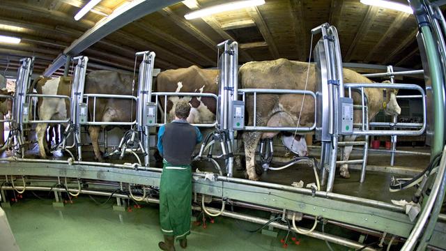 Un paysan en train de traire ses vaches dans une installation moderne dans le canton de Soleure en 2005. [Keystone - Gaetan Bally]