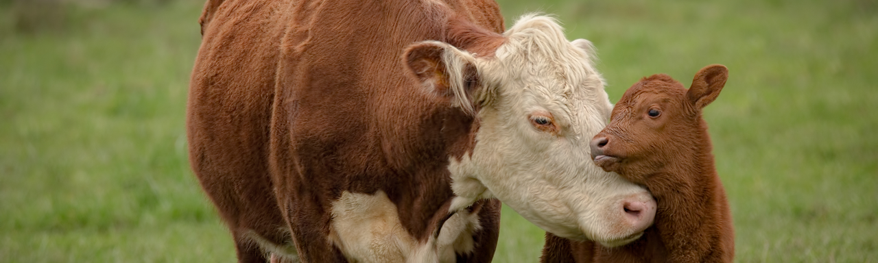 Une vache et son veau. [Fotolia - Jeffrey Schwartz]