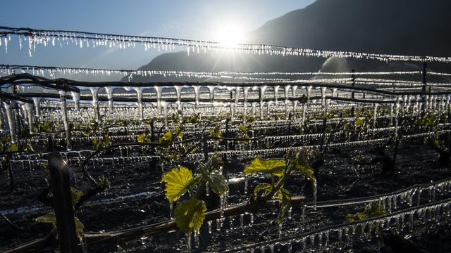 Gel dans les vignes à Saxon, le 20 avril dernier. [Keystone - Jean-Christophe Bott]