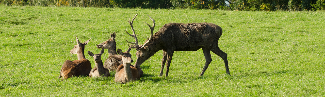 Une famille de cerfs. [Fotolia - Peter Hermes Furian]