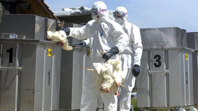 Un exercice de simulation en cas de grippe aviaire en Suisse. [Keystone - Sandro Campardo]