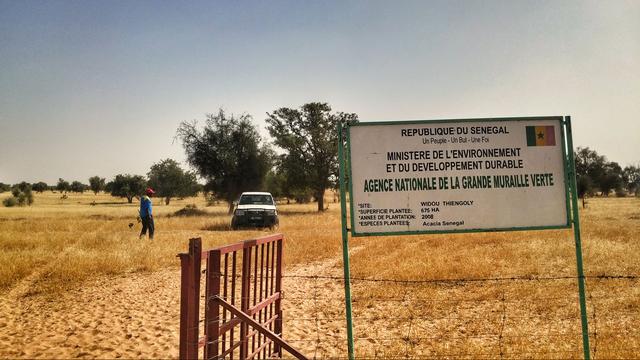 Au bord de la Grande muraille verte au Sénégal.
Adrien Zerbini
RTS [RTS - Adrien Zerbini]