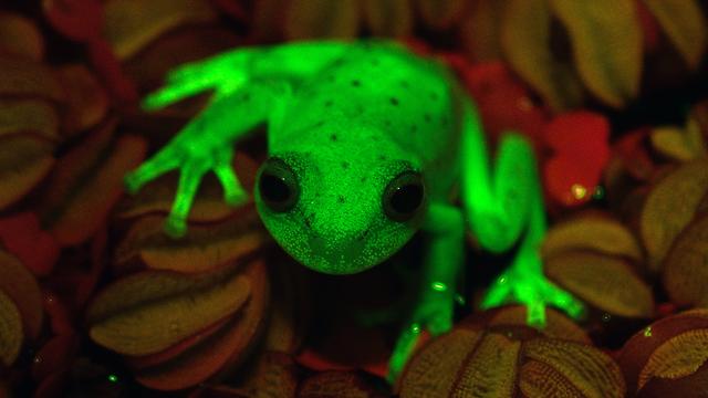 Des amphibiens fluorescents [C.Taboada]