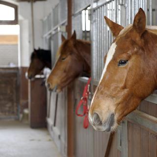 Des chevaux au haras national d'Avenches (image d'illustration). [Keystone - Laurent Gillieron]
