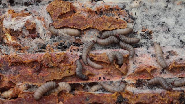 Plusieurs larves de Galleria mellonella. [Biosphoto/afp - Bruno Cavignaux]