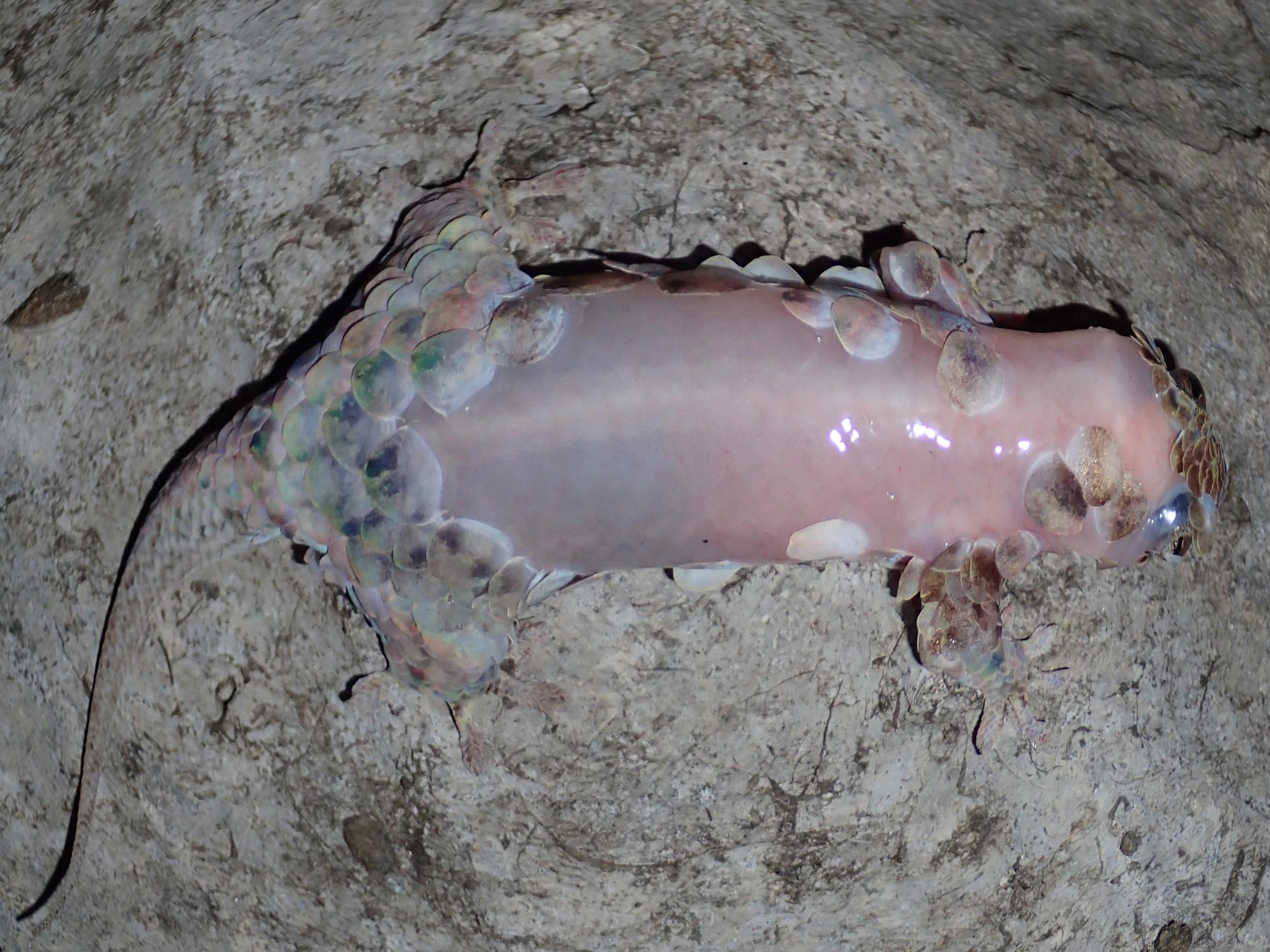 Geckolepis megalepis peut abandonner sa peau pour échapper aux prédateurs. [PeerJ/AFP - Frank Glaw]