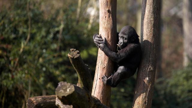 Un jeune gorille dans un parc animalier aux Pays-Bas. [RTS/Oxford Scientific Films 2015]