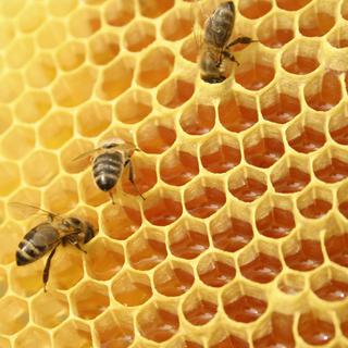 Trois quarts des miels produits dans le monde contiennent des néonicotinoïdes
Mateusz
Fotolia [Fotolia - Mateusz]