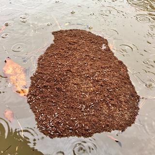 Des colonies de fourmis se sont transformées en radeaux pour survivre à Houston. [Twitter @OmarVillafranca - Omar Villafranca]
