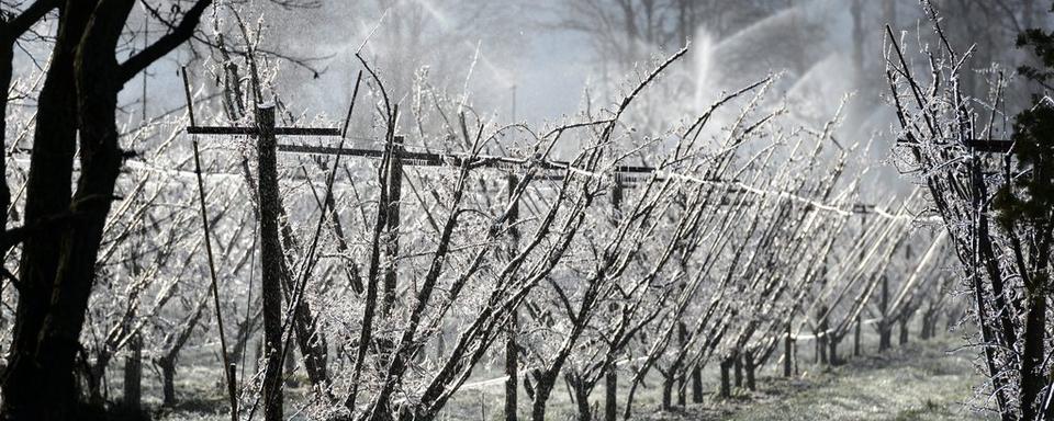 Des abricotiers aspergés d'eau à Fully (VS) pour que la couche de glace les protège du gel. [Keystone - Laurent Gilliéron]