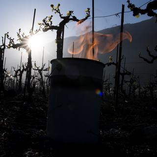 Des bougies anti-gel dans des vignes à Saxon (VS). [Keystone - Jean-Christophe Bott]