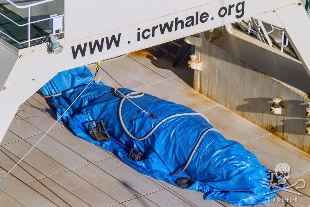 La baleine a été recouverte d'une bâche à l'approche de l'association, note Sea Shepherd. [Sea Shepherd - Glenn Lockitch]
