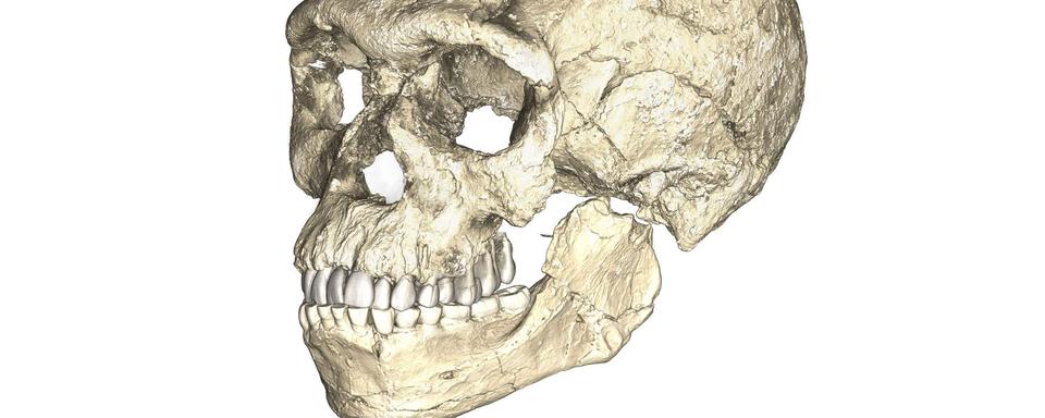 Une reconstruction du plus ancien Homo sapiens, découvert à Jebel Irhoud au Maroc.
Philipp Gunz
MPI EVA Leipzig [MPI EVA Leipzig - Philipp Gunz]