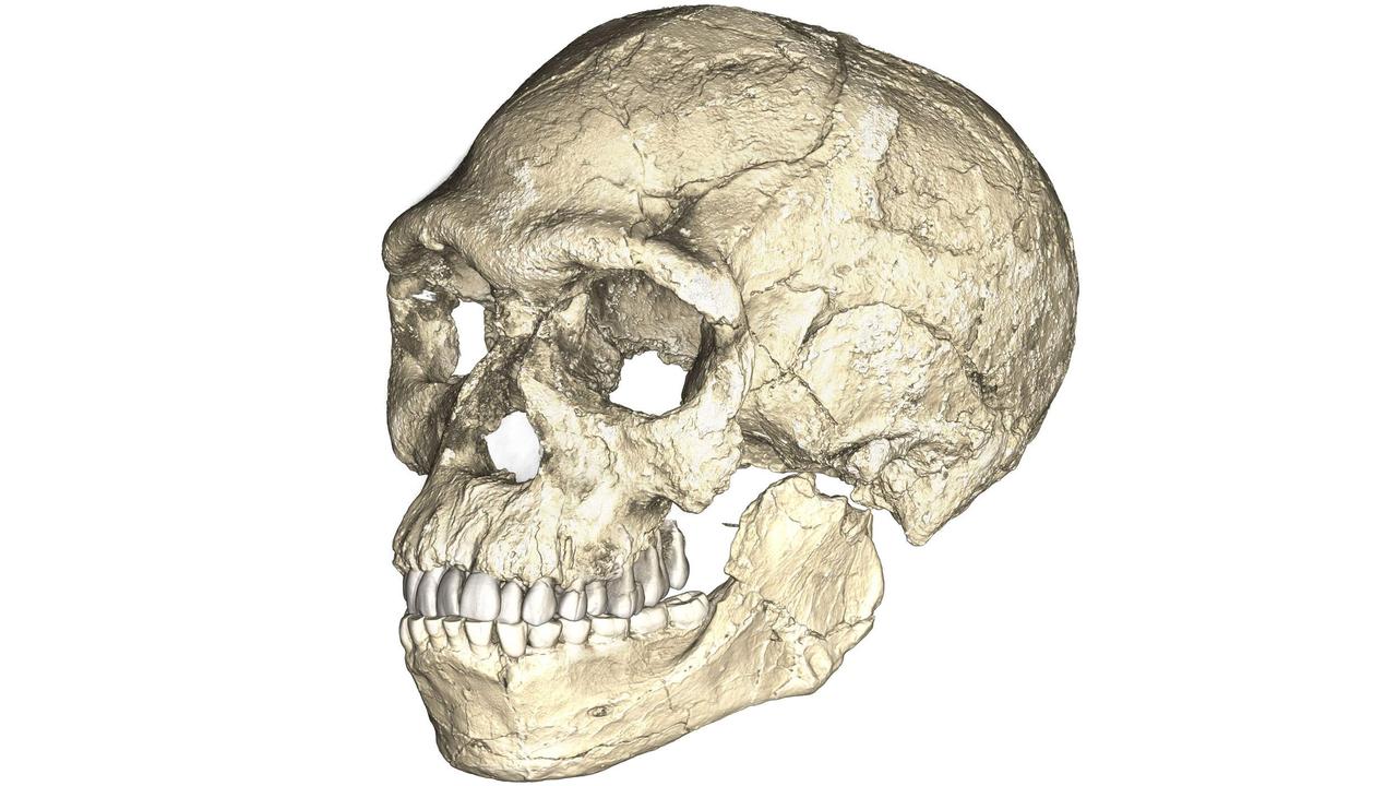 Une reconstruction du plus ancien Homo sapiens, découvert à Jebel Irhoud au Maroc.
Philipp Gunz
MPI EVA Leipzig [MPI EVA Leipzig - Philipp Gunz]