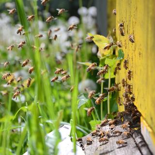 Un rucher et ses abeilles. [Fotolia - © Darios]