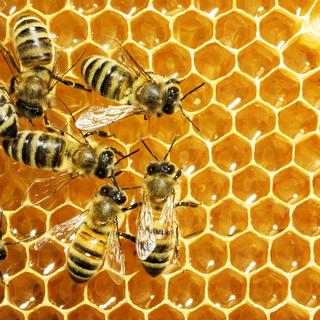 Des abeilles dans leur rucher. [Fotolia - Dmytro Smaglov]