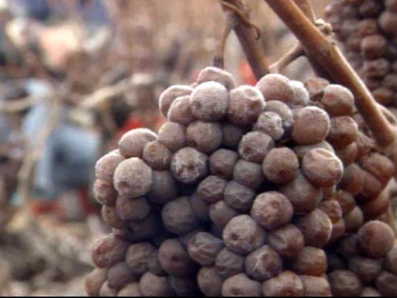 Vendanges tardives à Leytron [RTS]