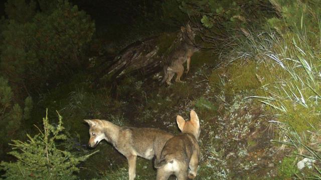 Les loups se déplacent de plus en plus en meute en Suisse, comme ici dans les Grisons. [Keystone - Amt fuer Jagd und Fischerei Graubuenden]