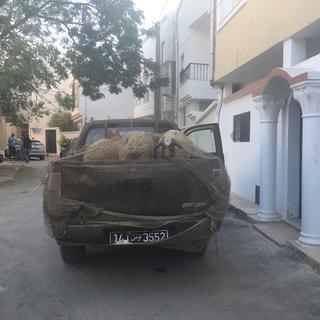En Tunisie, on commande des moutons sur internet pour la fête de l'Aïd. [RTS - Maurine Mercier]