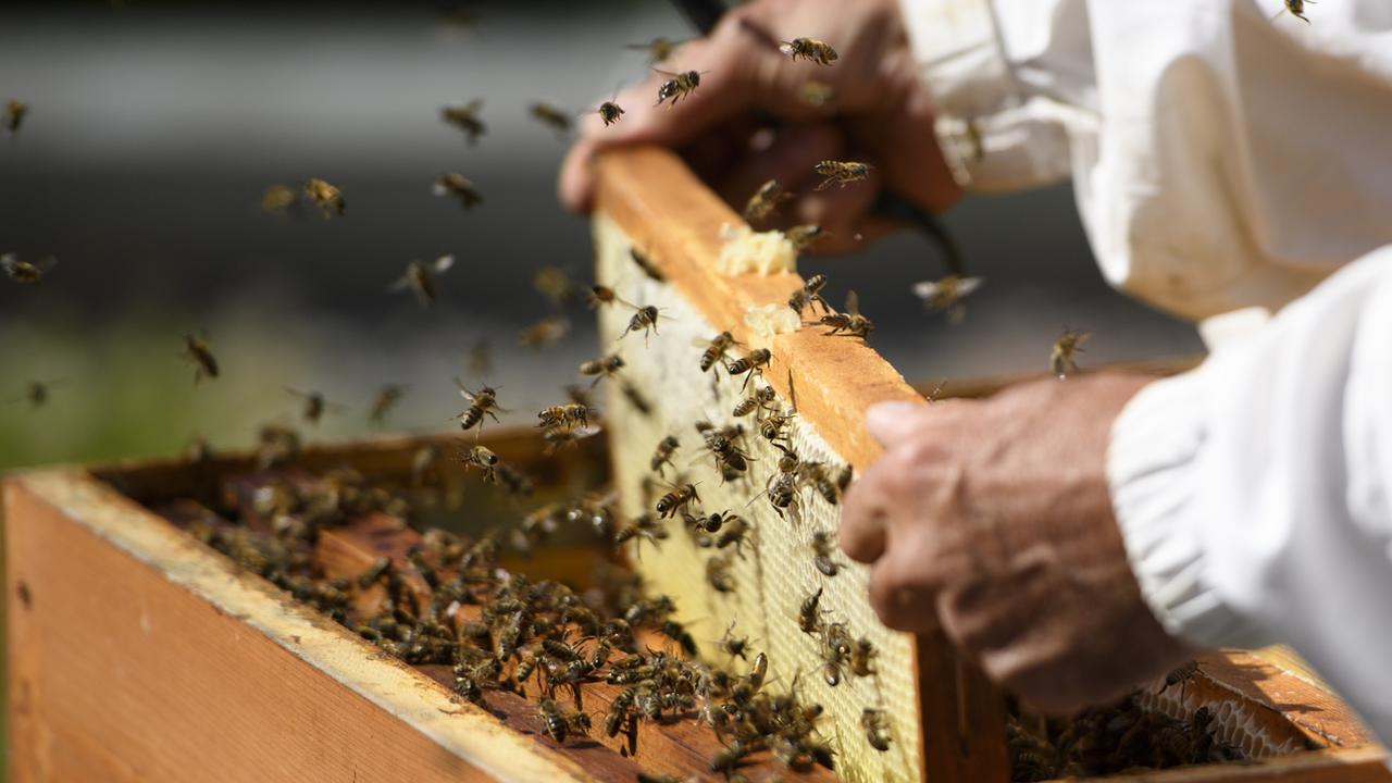 Un apiculteur travaille sur des ruches à Lausanne. [Keystone - Laurent Gillieron]