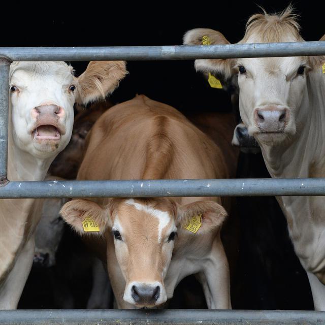 Des vaches dans une ferme écologique à Lanke en Allemagne. [AFP - Maurizio Gambarini]