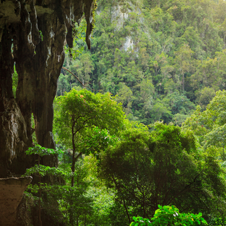 Forêt primaire tropicale à Bornéo. [Fotolia - Juhku]