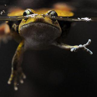 Une grenouille tomate, ou Dyscophus guineti, nage dans un étang zurichois. [Keystone - Steffen Schmidt]